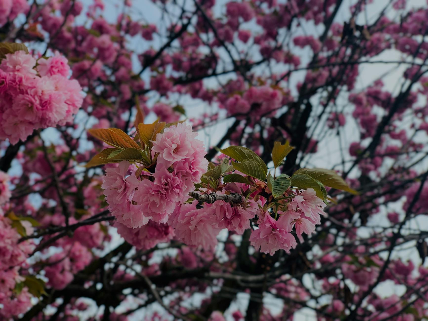 Nara, cherry blossoms, travel