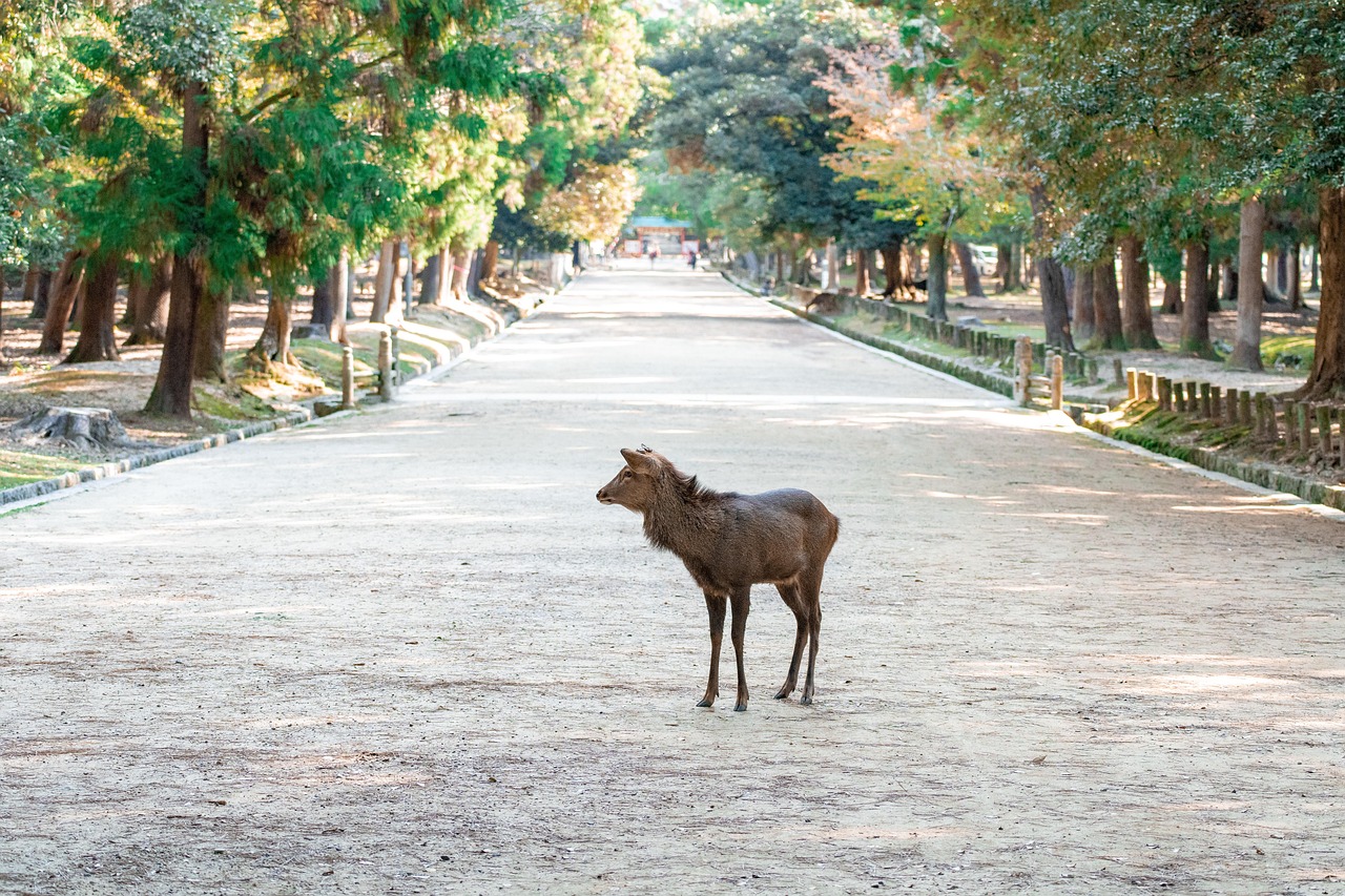 Nara, cherry blossoms, travel