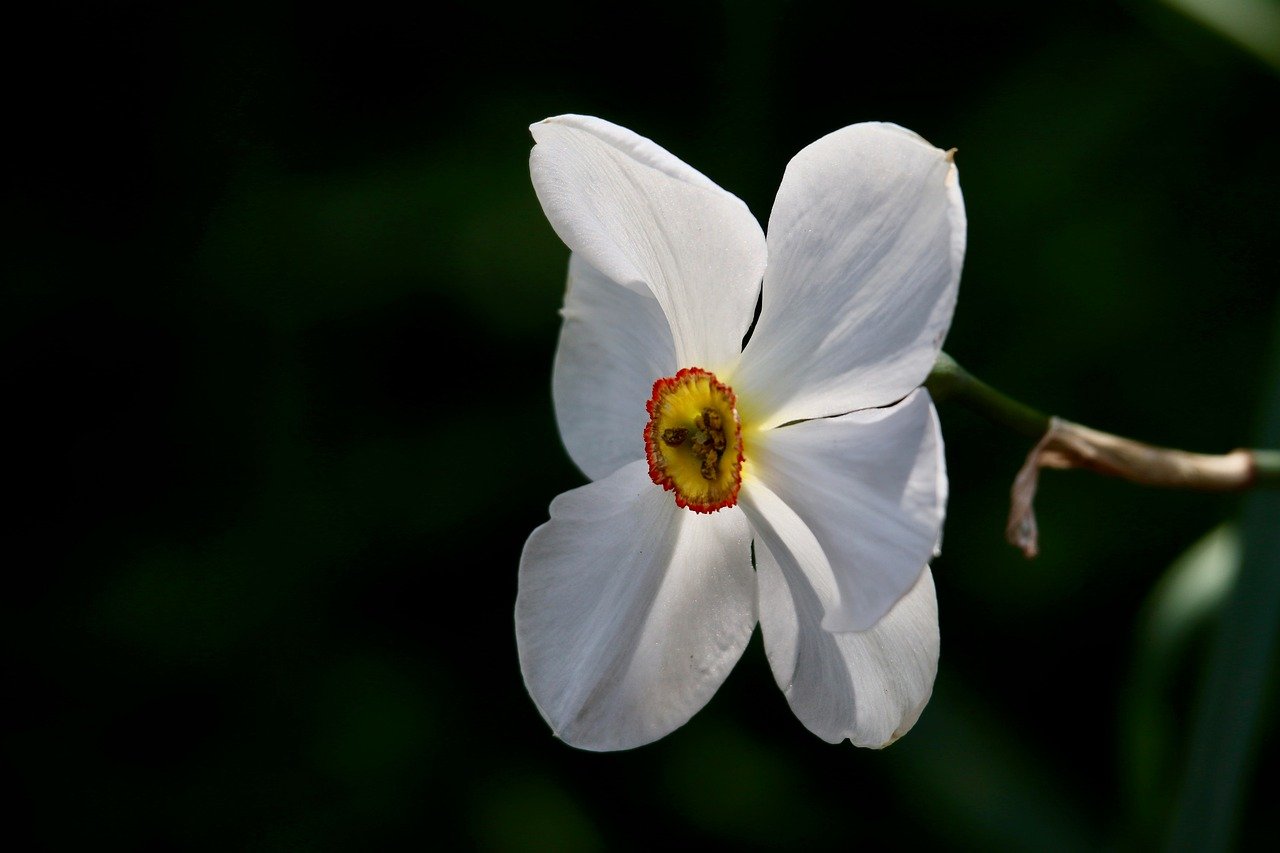 Okayama, cherry blossoms, travel