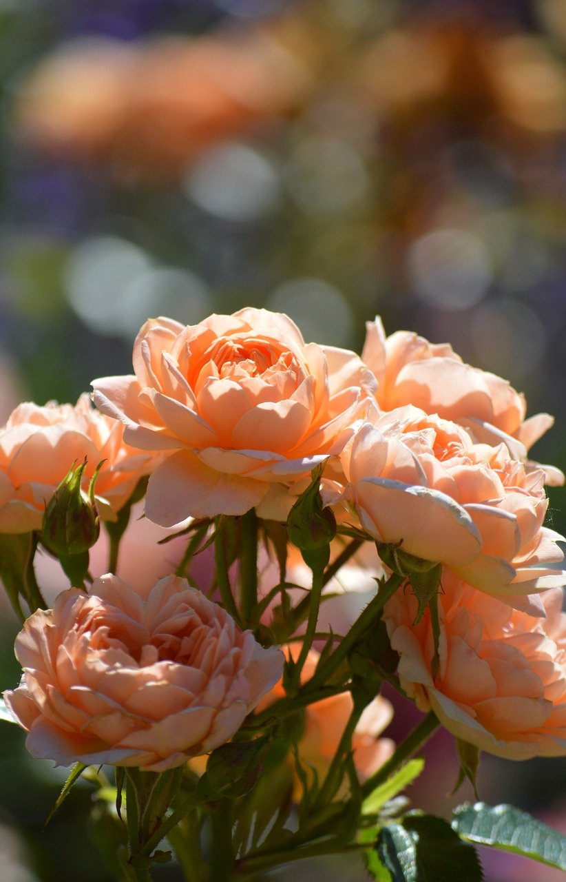 Japan flowers, roses, wisteria