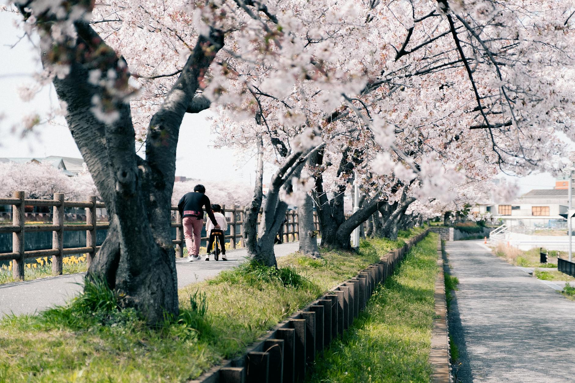 Okayama cherry blossoms, Korakuen garden, Tsuyama Castle