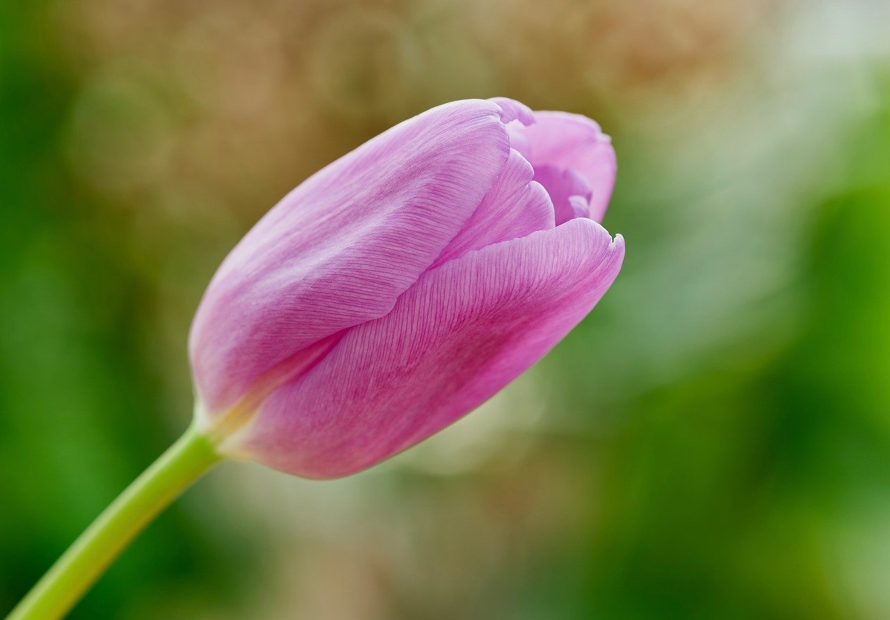 Japan cherry blossoms, Matsuyama Castle, Kintai Bridge