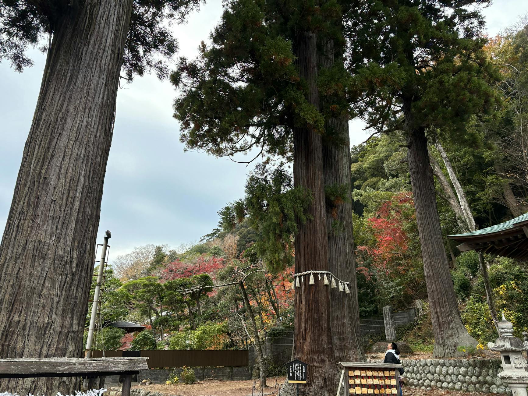 Shizuoka, cherry blossoms, nanohana