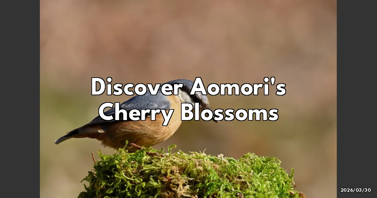 EyeCatchTitle: Chasing Cherry Blossoms in Aomori: My Spring Adventure Awaits!