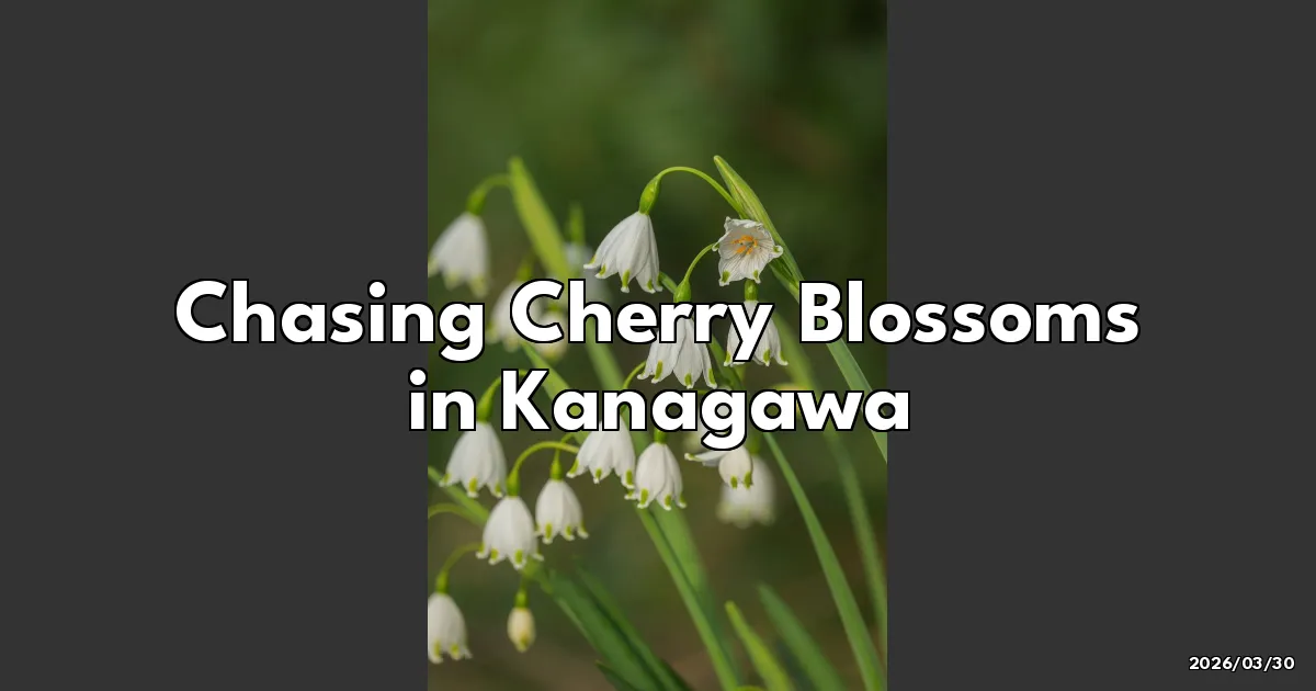 EyeCatchTitle: Chasing Cherry Blossoms in Kanagawa: A Blooming Adventure!