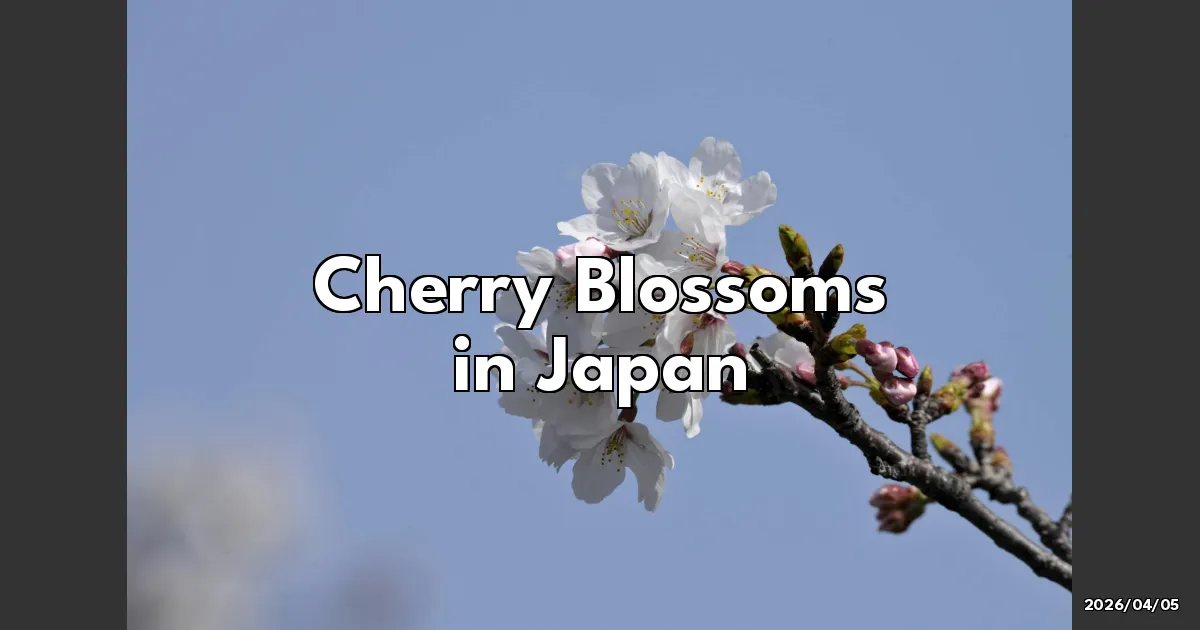EyeCatchTitle: Cherry Blossoms in Japan: My Unforgettable Sakura Adventure!